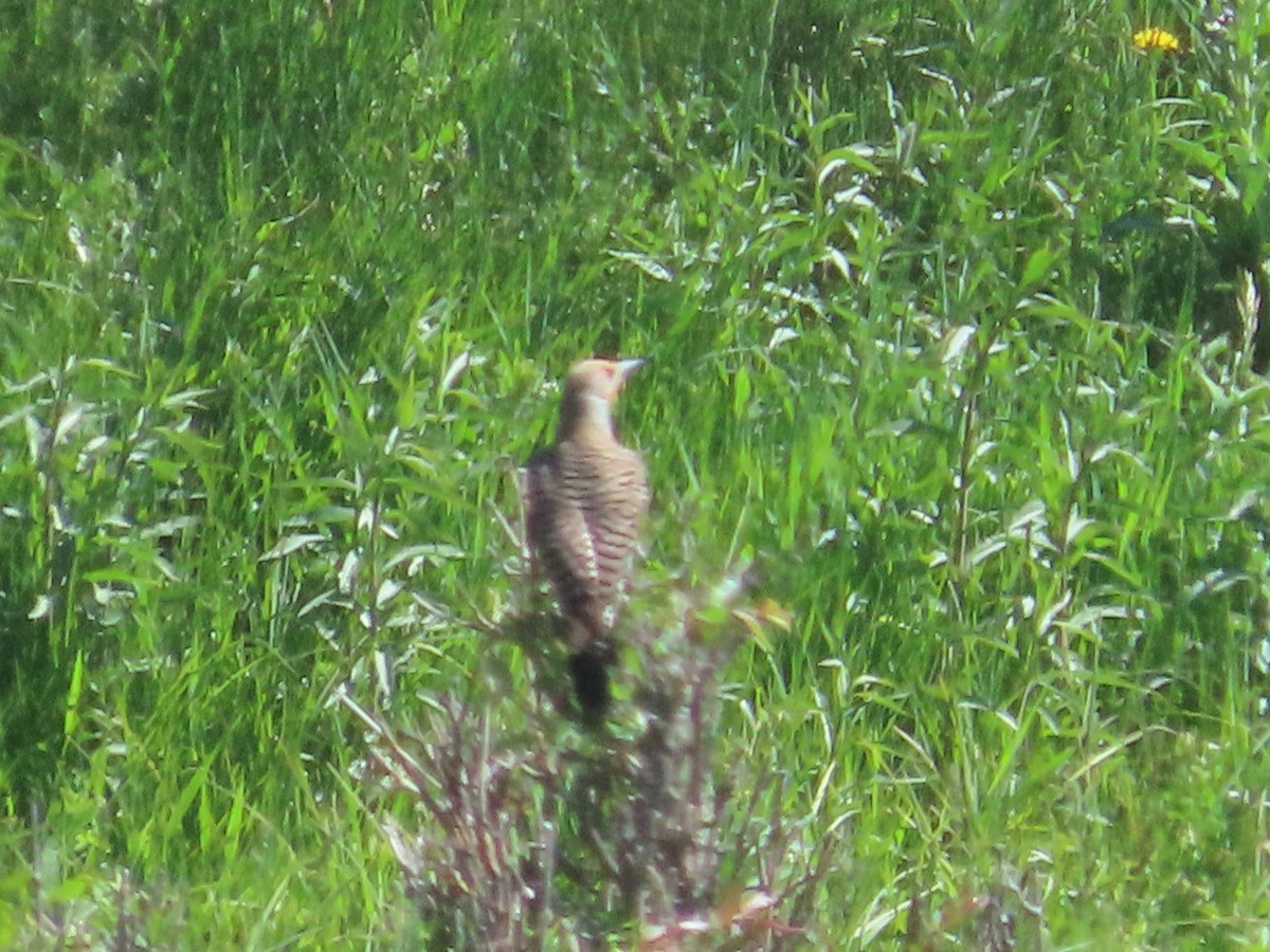 Northern Flicker - ML620931359