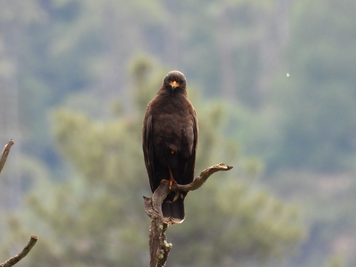 Common Black Hawk - Tonie Hansen