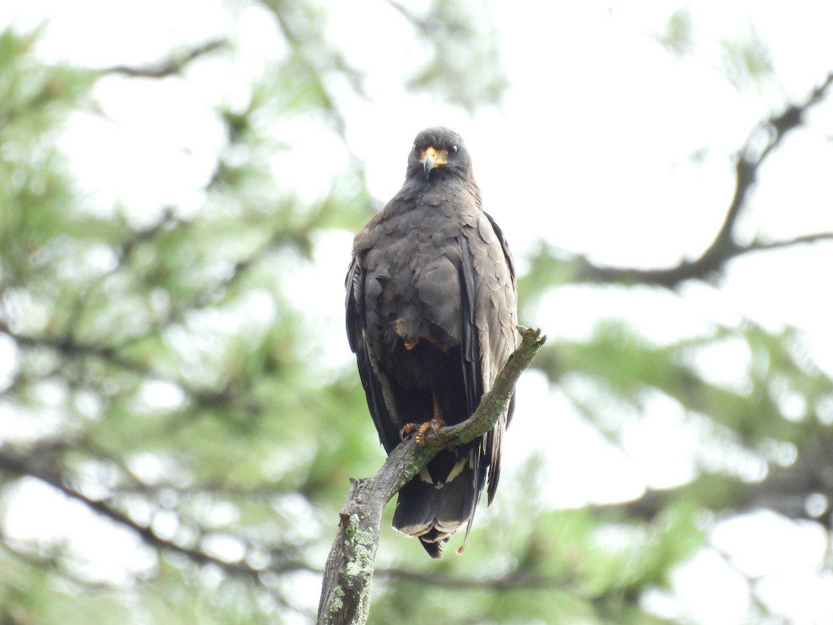 Common Black Hawk - Tonie Hansen