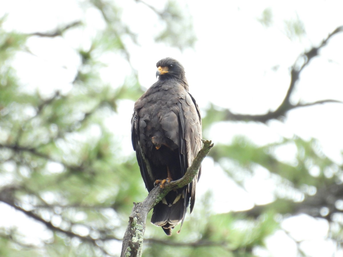 Common Black Hawk - ML620931418