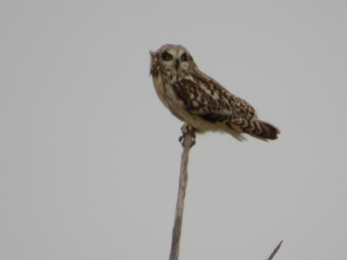 Short-eared Owl - ML620931425