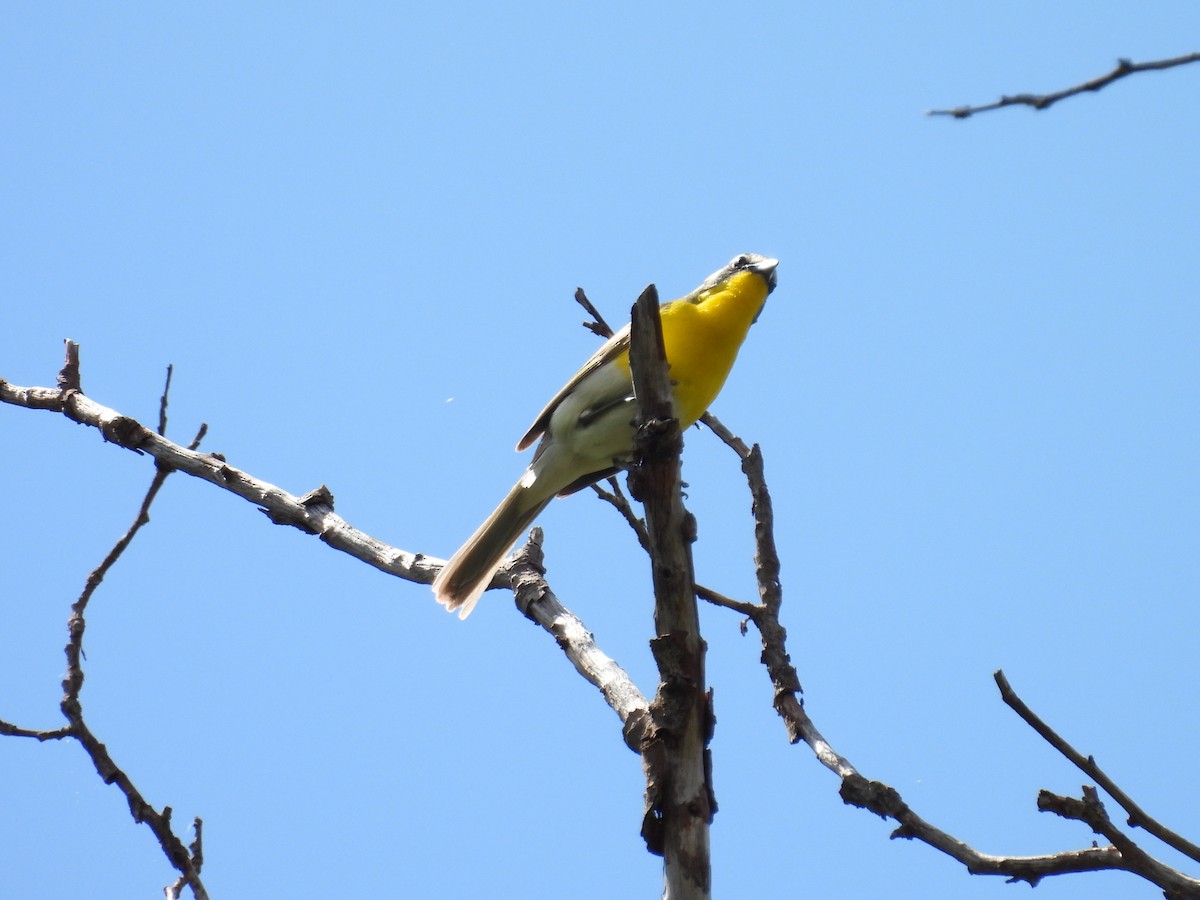 Yellow-breasted Chat - ML620931449