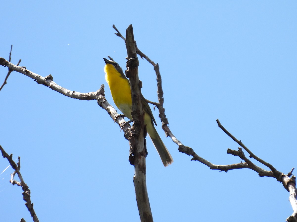 Yellow-breasted Chat - ML620931450