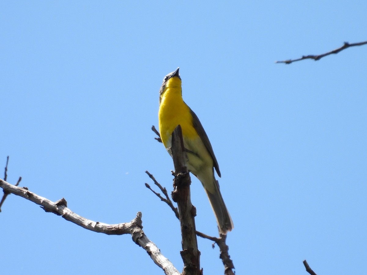 Yellow-breasted Chat - ML620931451