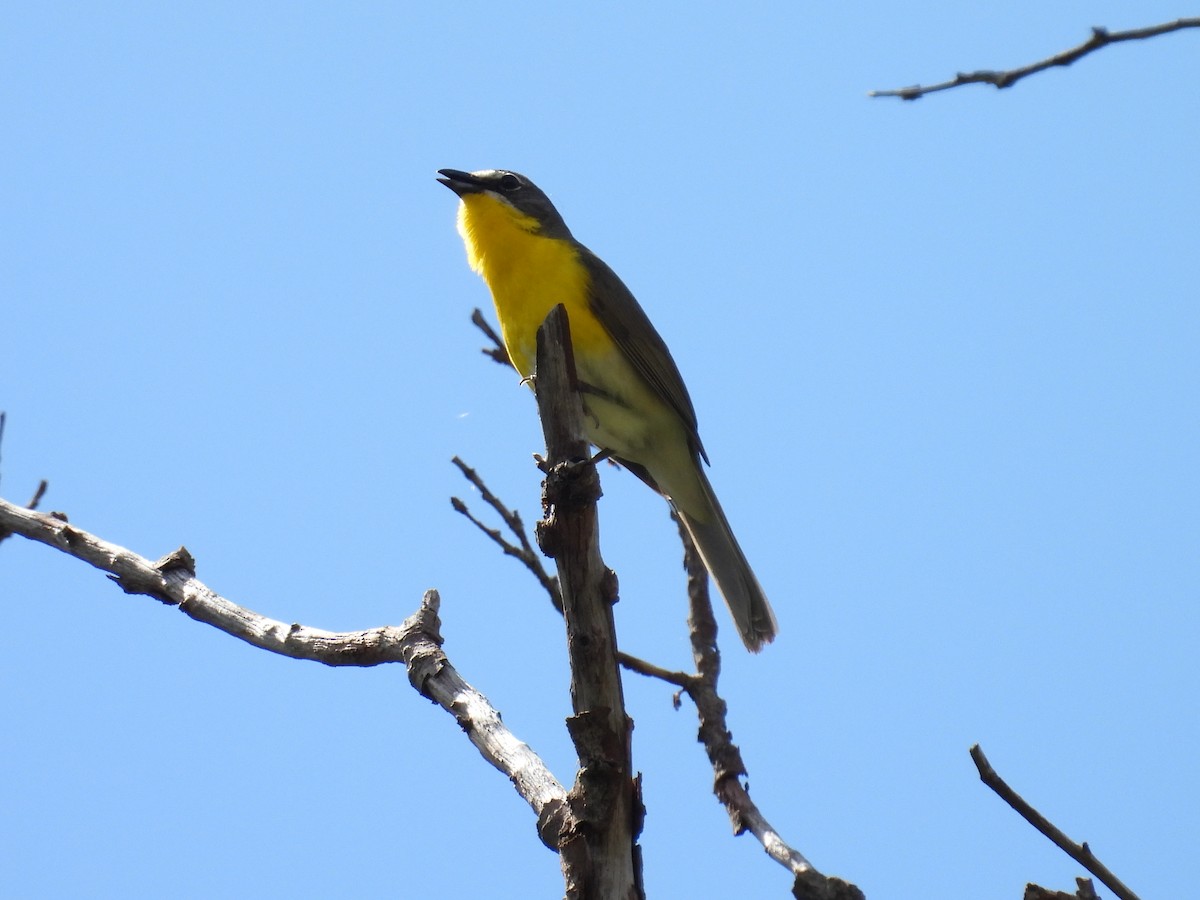 Yellow-breasted Chat - Tonie Hansen