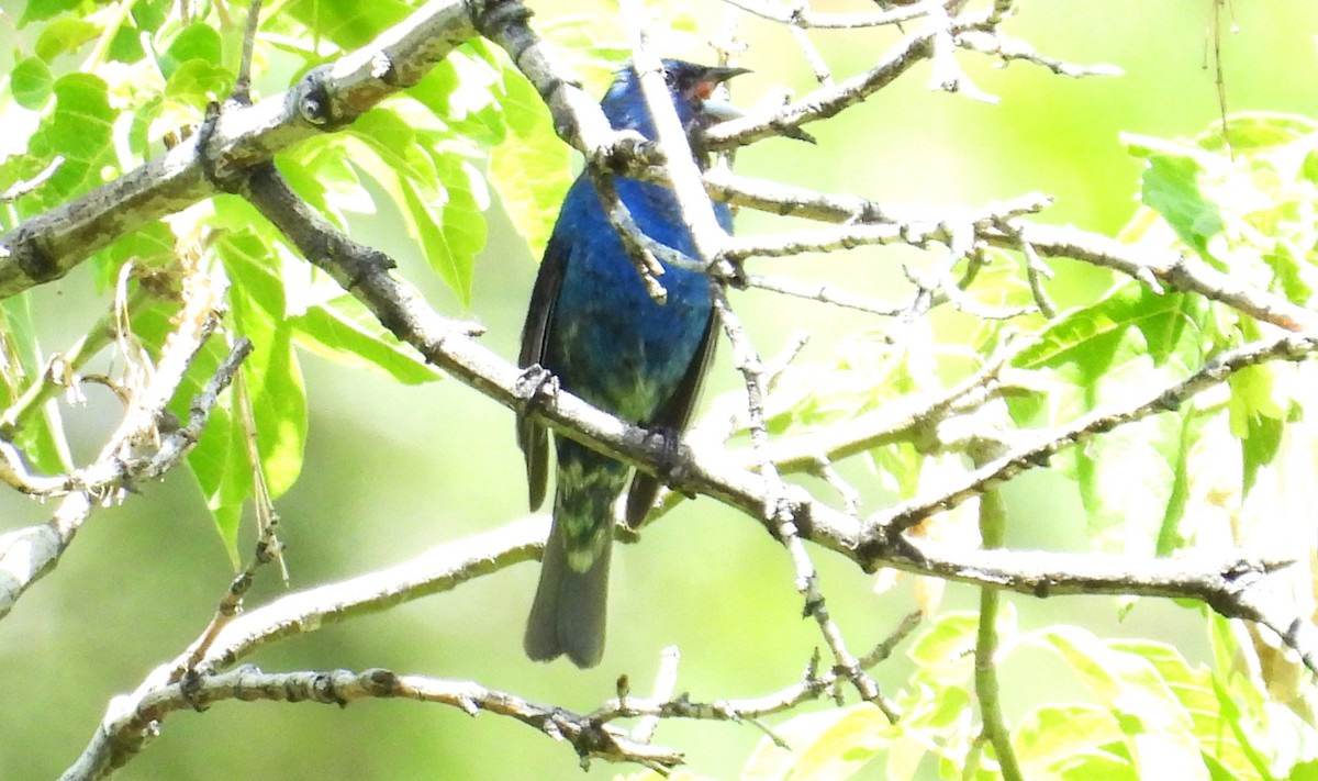 Indigo Bunting - ML620931466