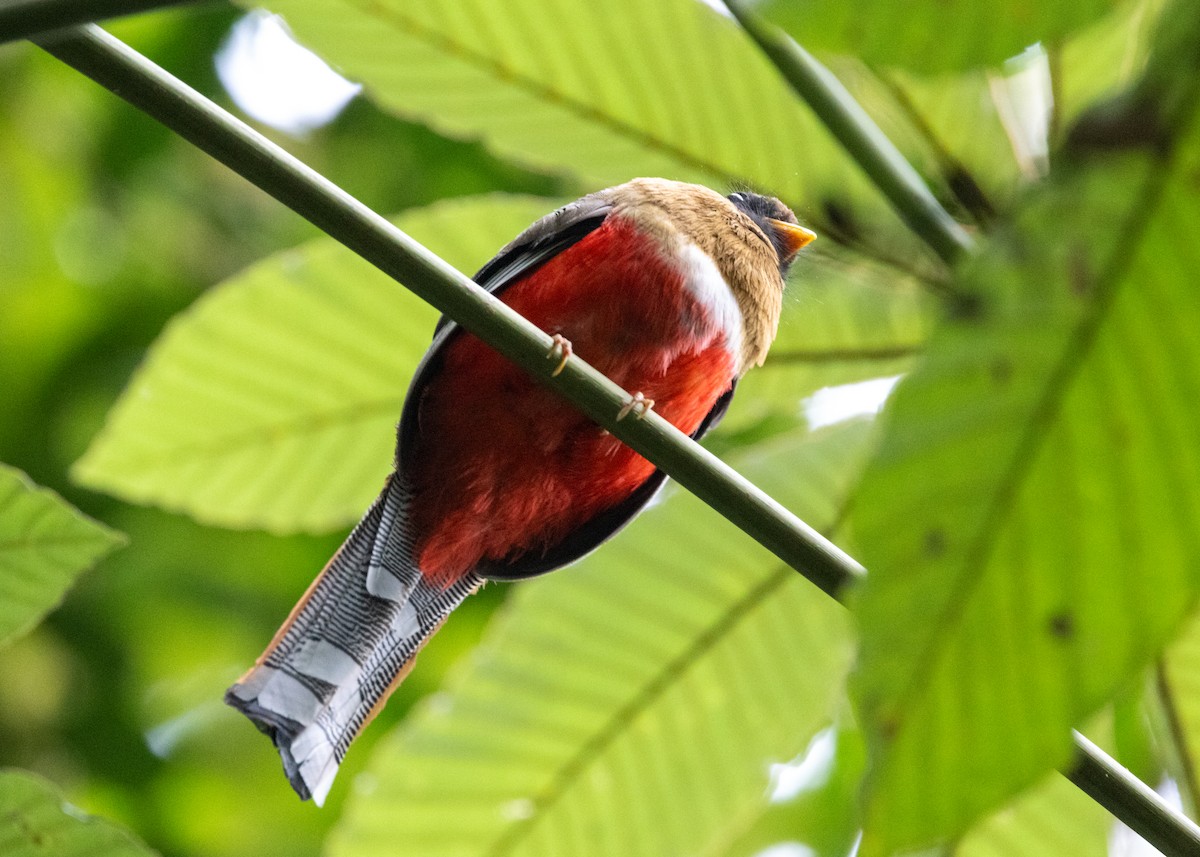 Masked Trogon - ML620931483