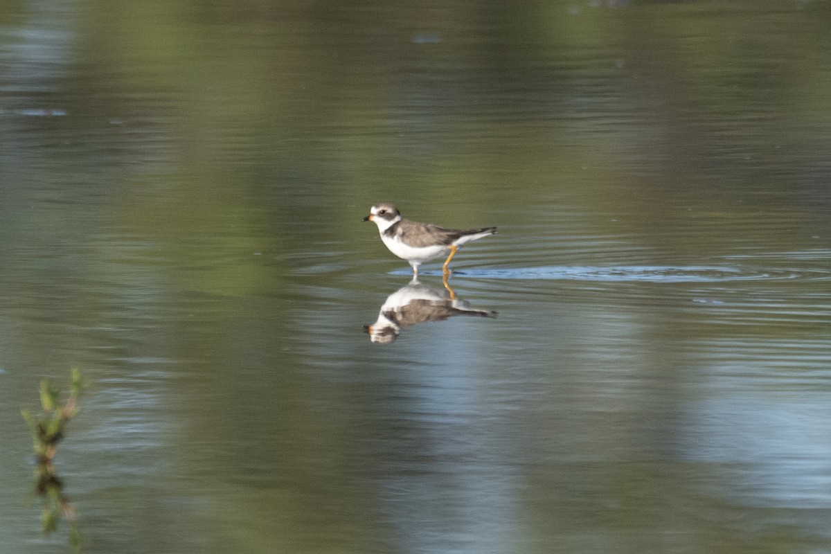 Semipalmated Plover - ML620931600