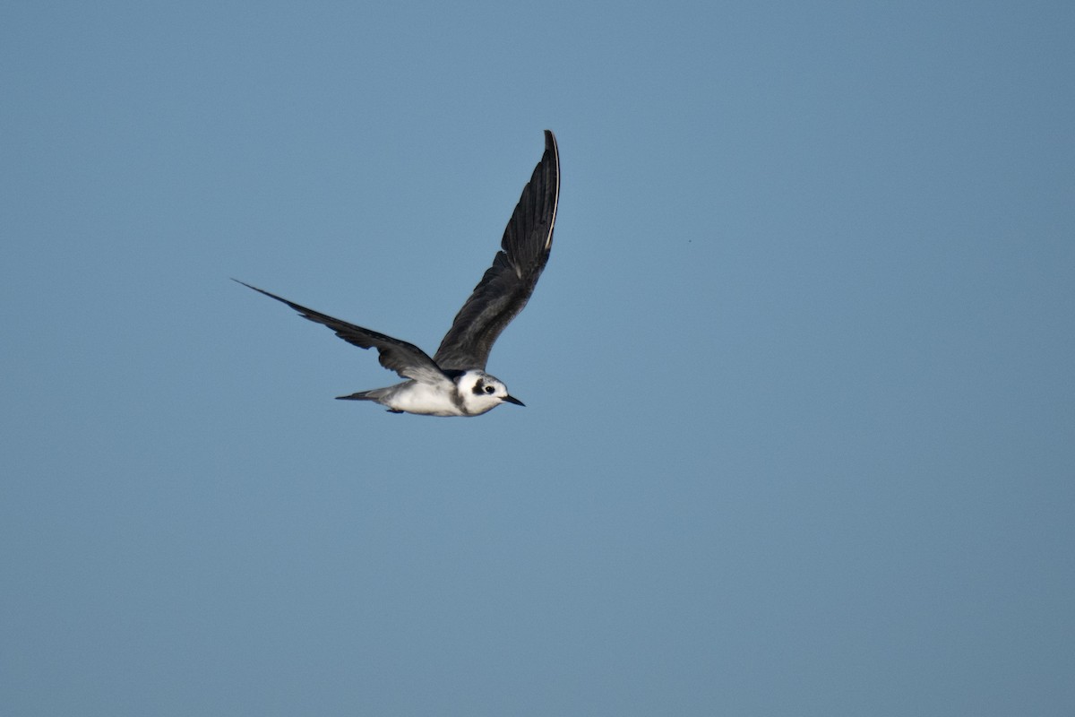 Black Tern - ML620931620