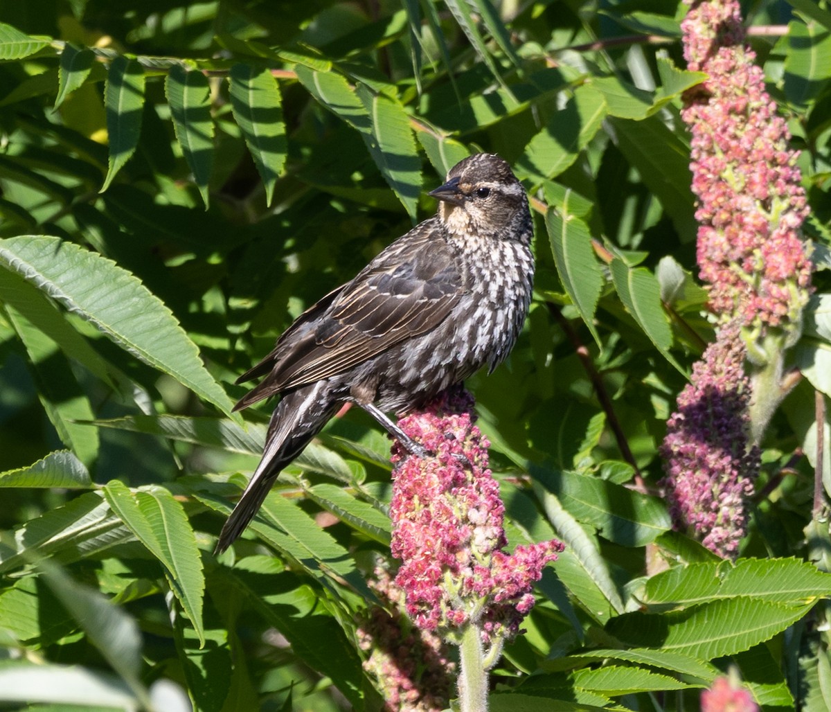 Red-winged Blackbird - ML620931627