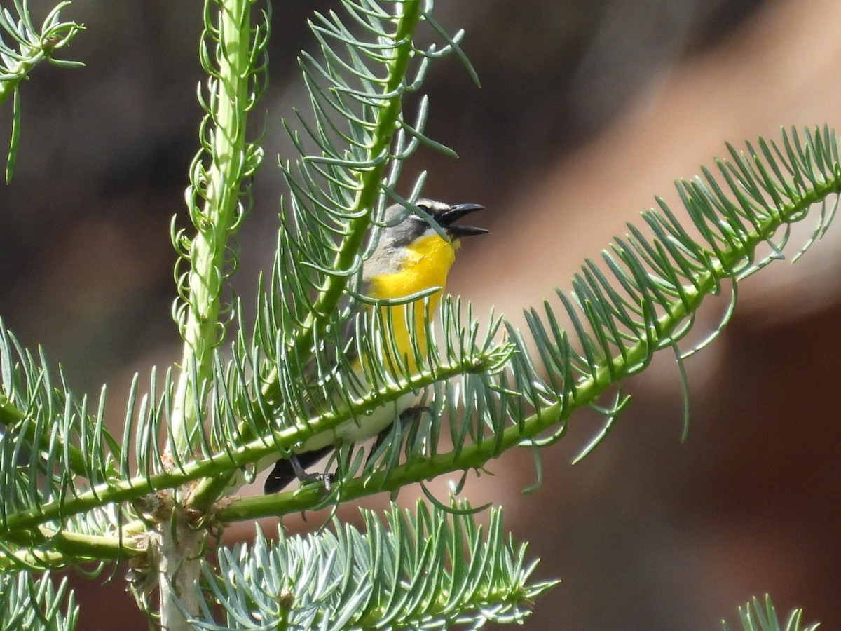 Yellow-breasted Chat - ML620931628