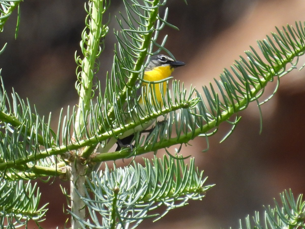 Yellow-breasted Chat - ML620931629