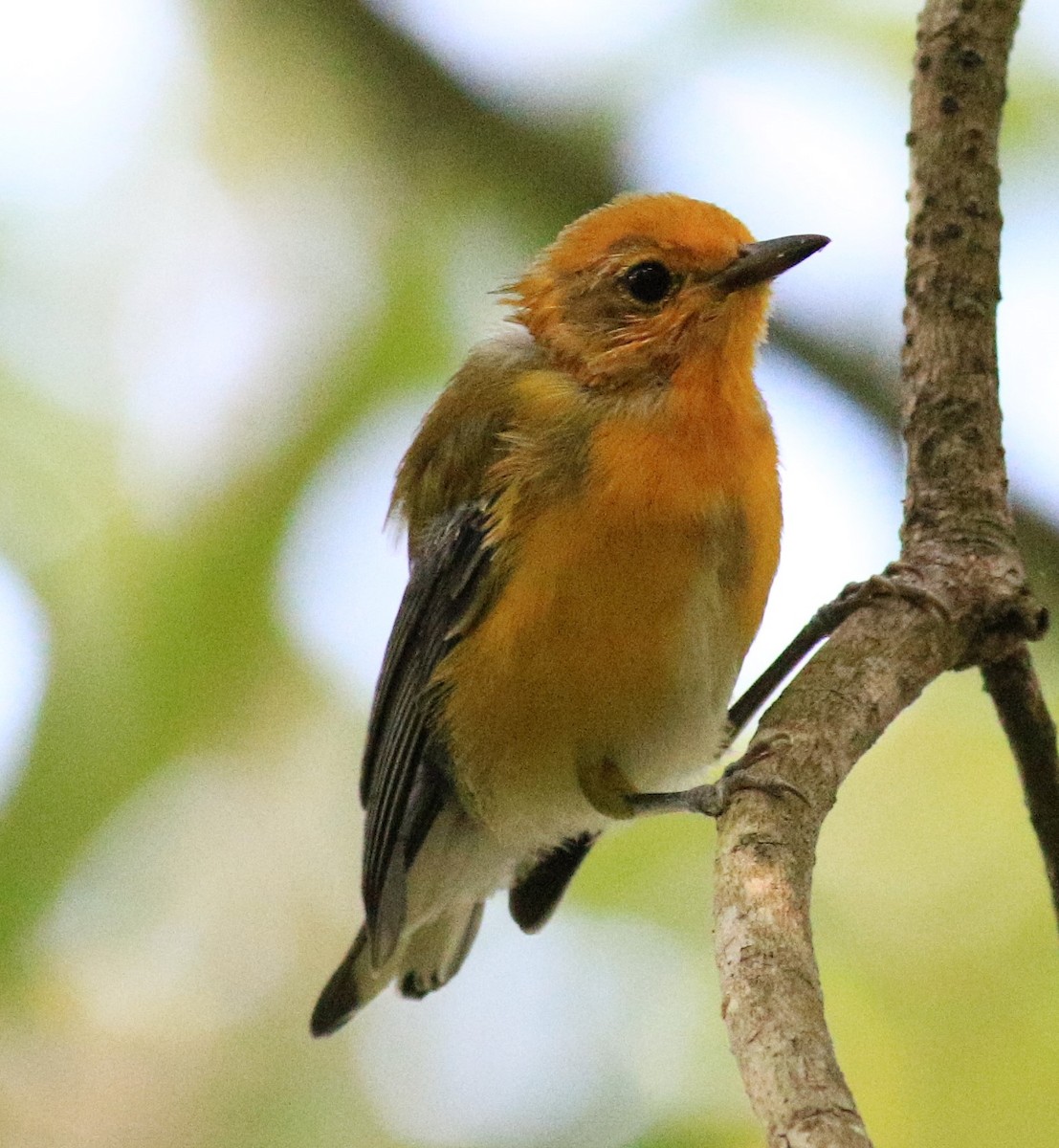 Prothonotary Warbler - ML620931691