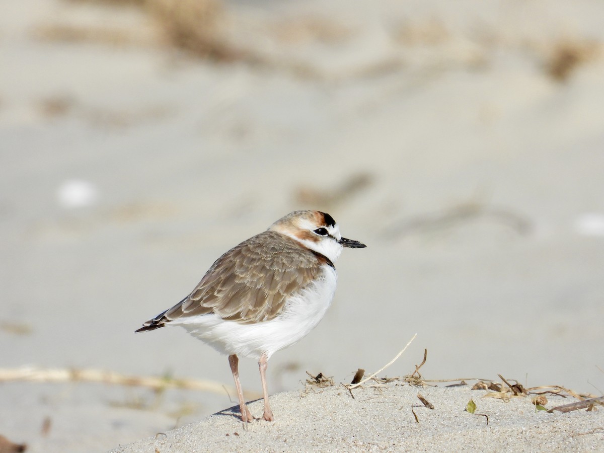 Collared Plover - ML620931709