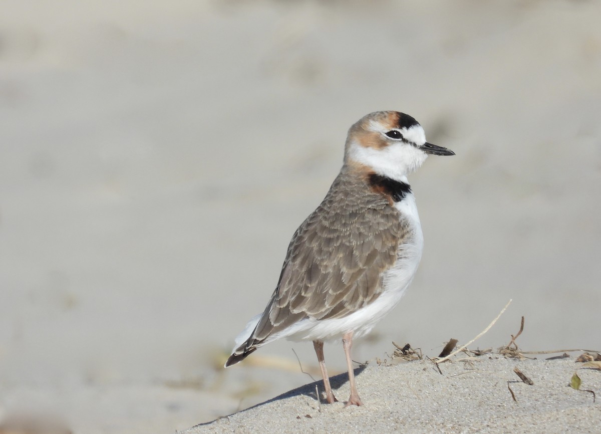 Collared Plover - ML620931714