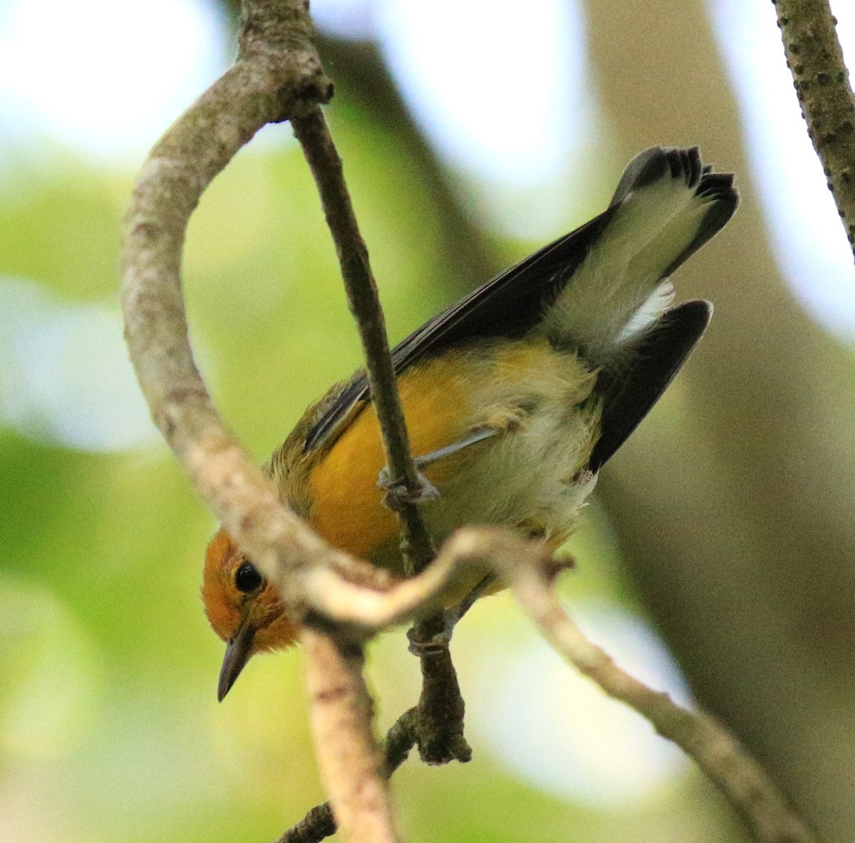 Prothonotary Warbler - ML620931721