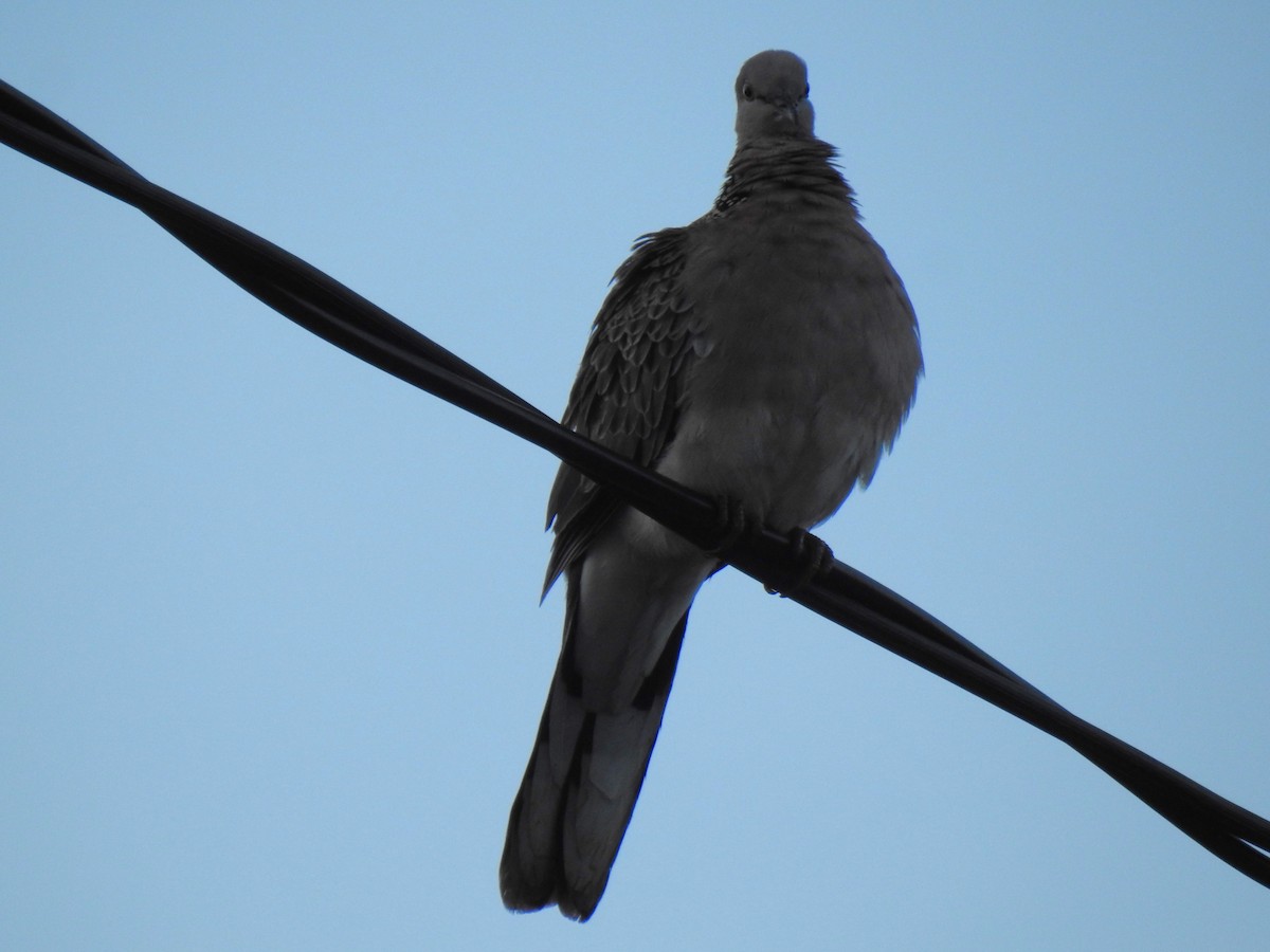 Spotted Dove - ML620931724