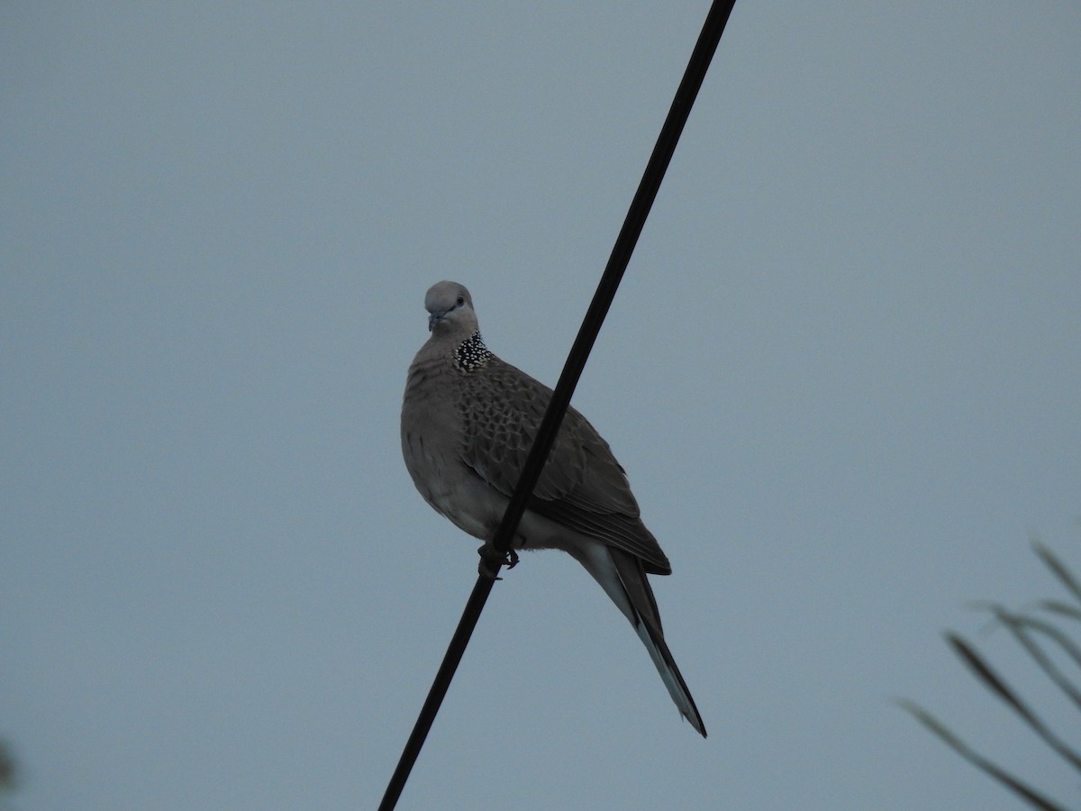 珠頸斑鳩 - ML620931728