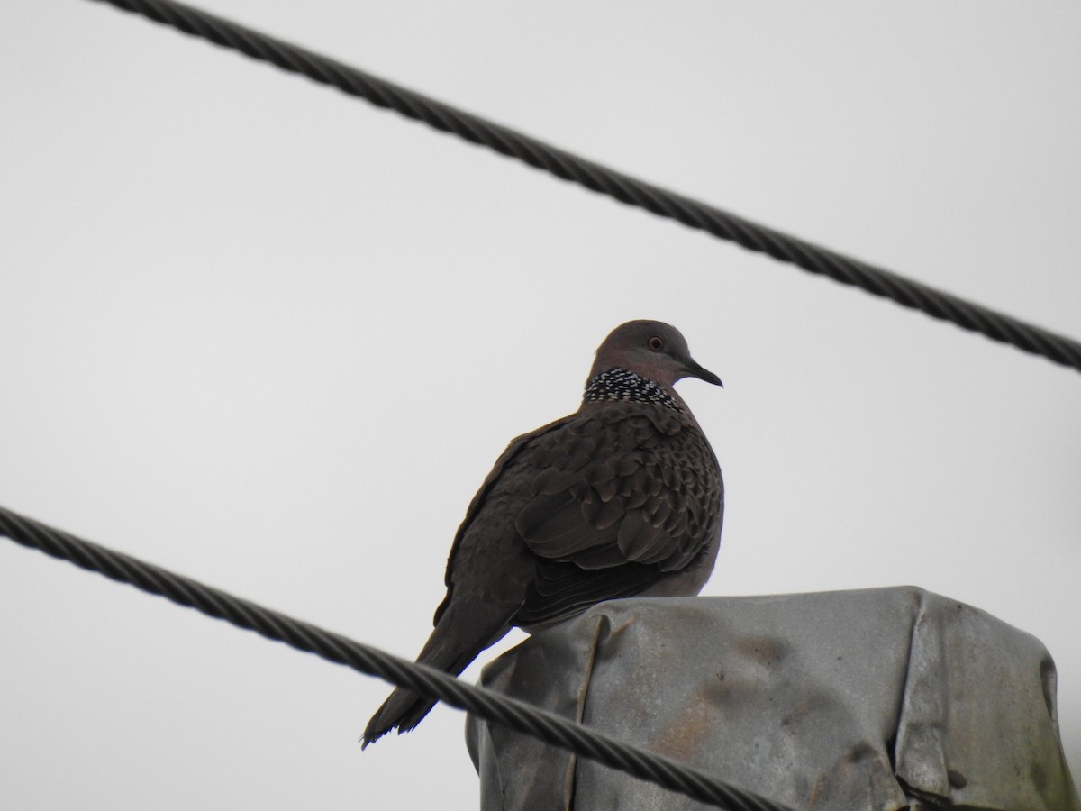 Spotted Dove - ML620931738