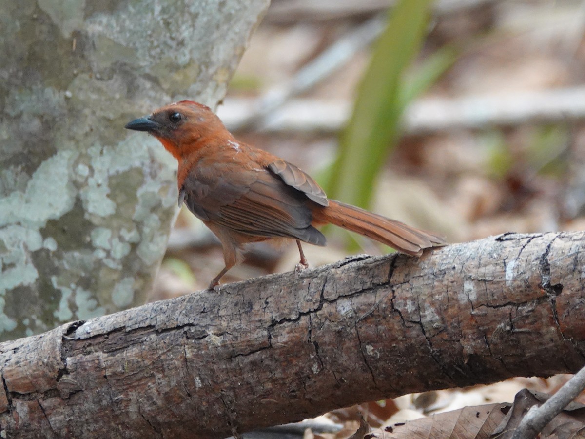 Red-throated Ant-Tanager - ML620931774