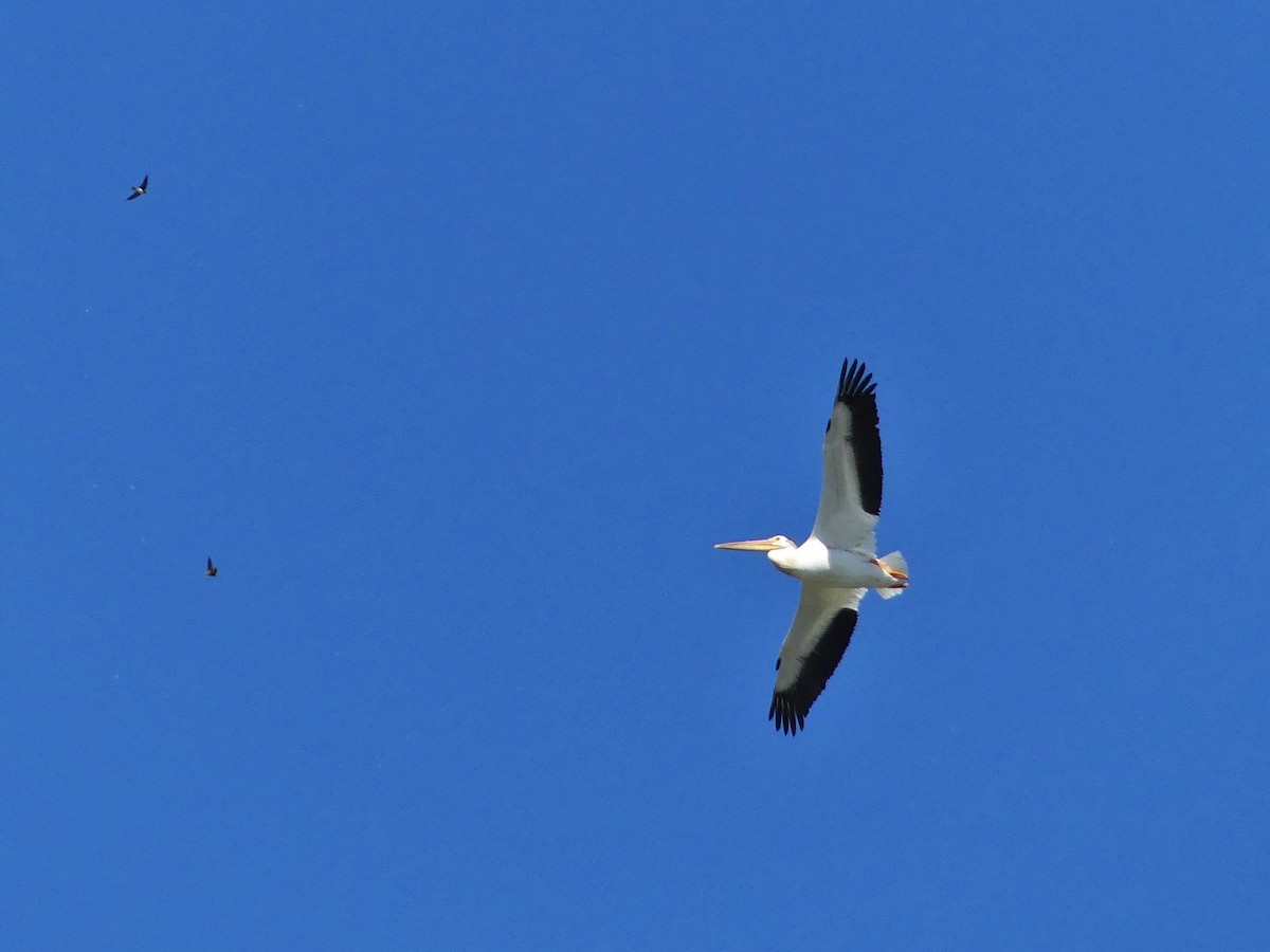 American White Pelican - ML620931776