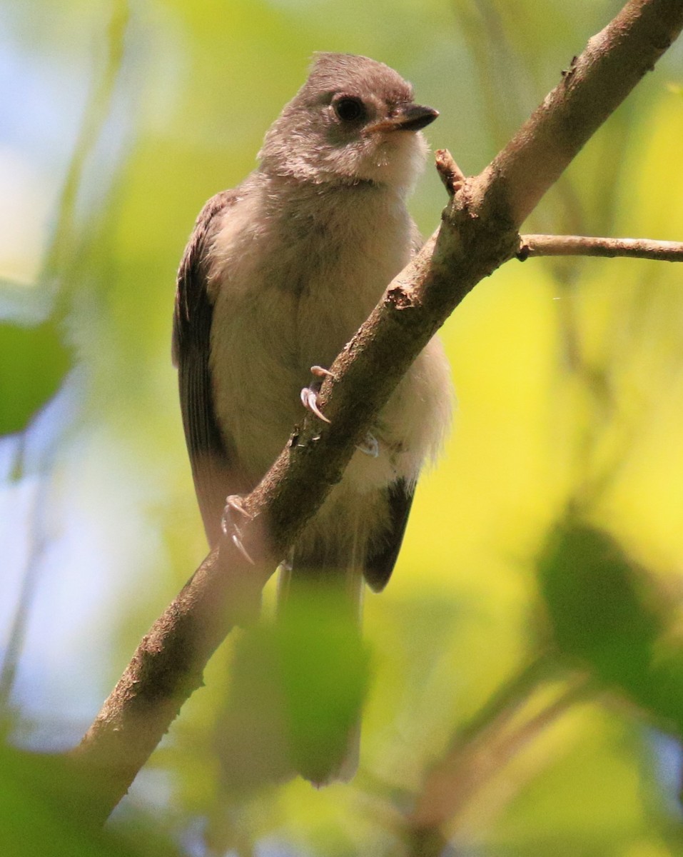 Tufted Titmouse - ML620931791