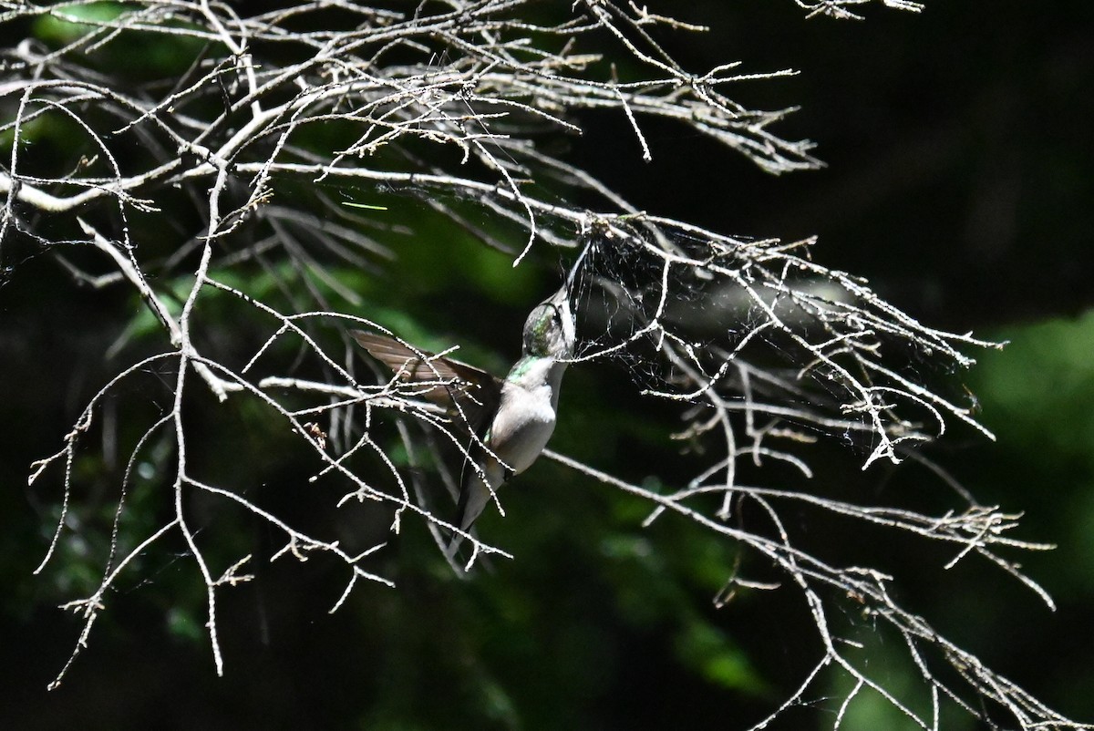 Ruby-throated Hummingbird - ML620931814