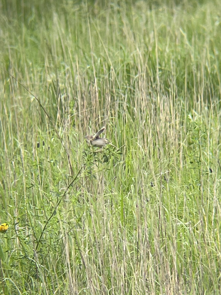 Grasshopper Sparrow - ML620931817