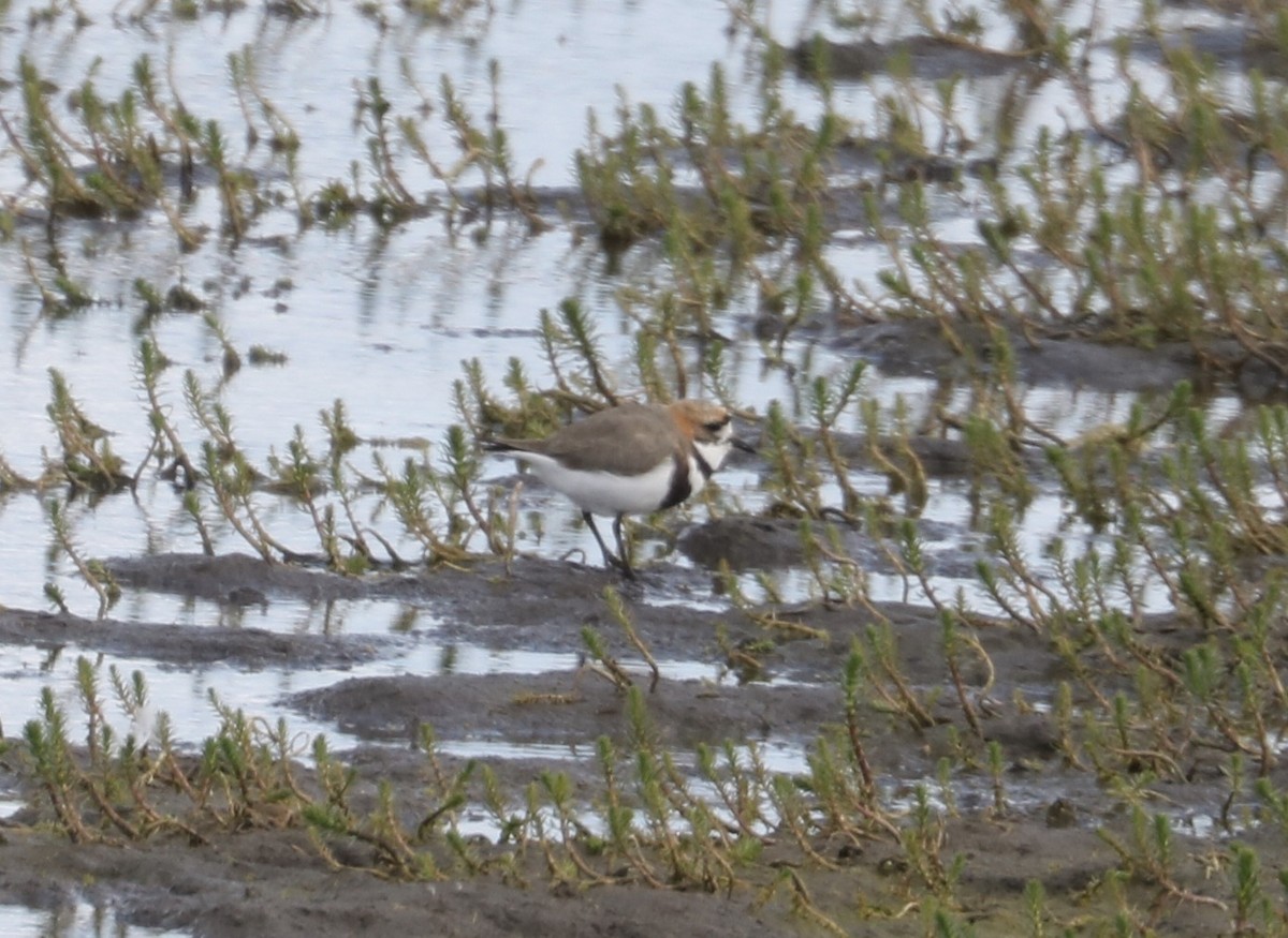 Two-banded Plover - ML620931829