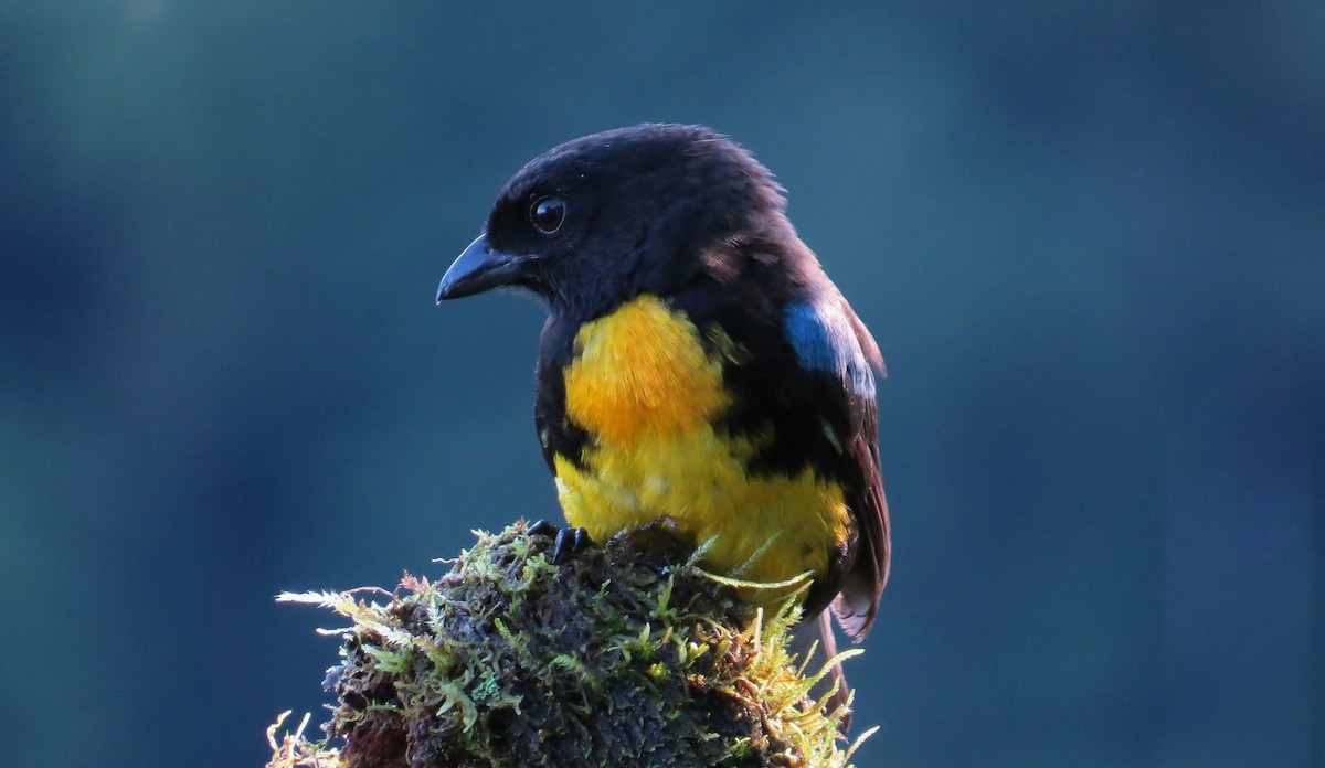 Black-and-gold Tanager - ML620931830