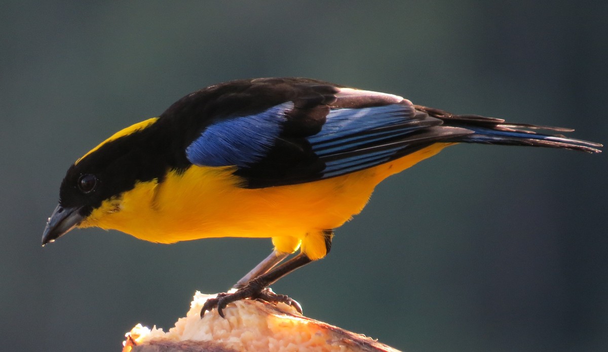 Blue-winged Mountain Tanager - ML620931834