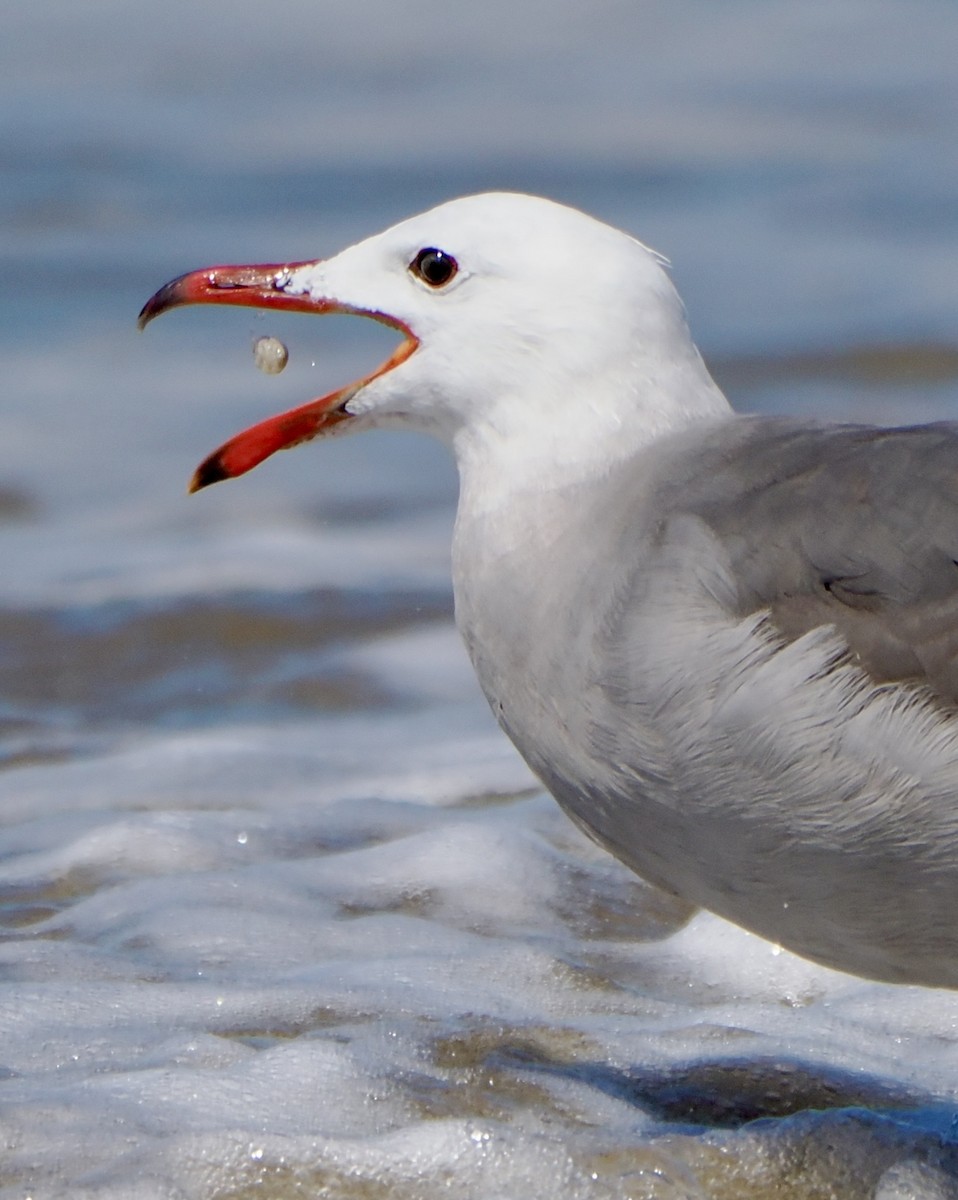 Heermann's Gull - ML620931911