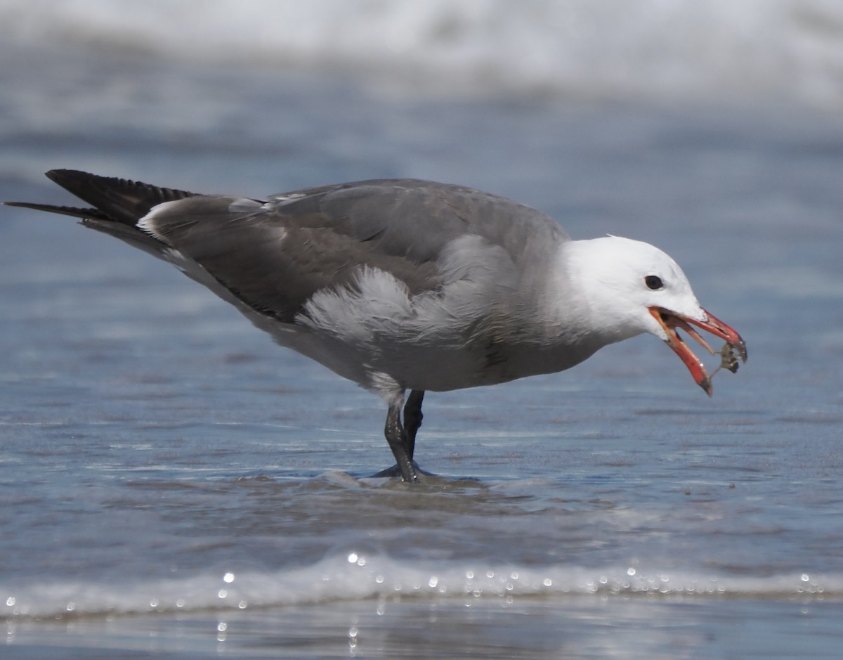 Heermann's Gull - ML620931912