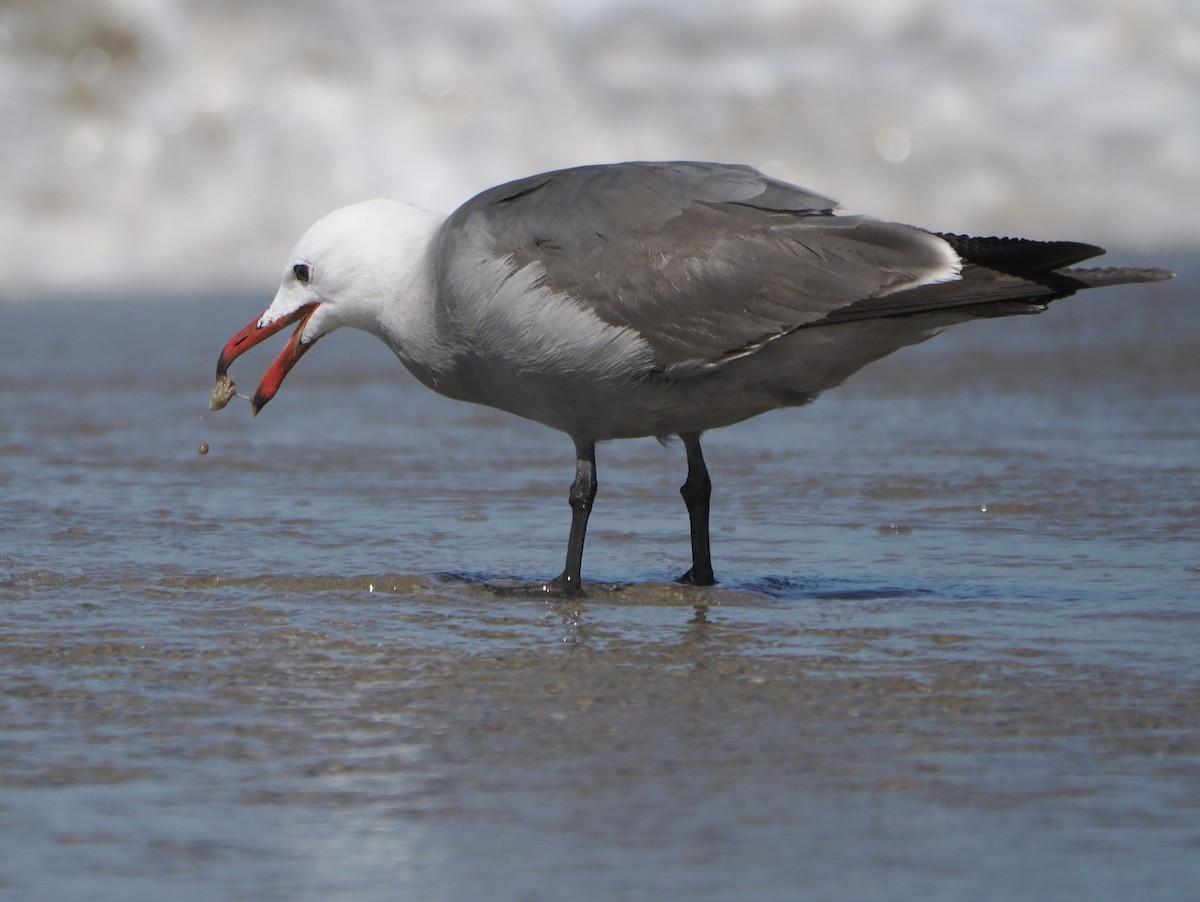 Heermann's Gull - ML620931913