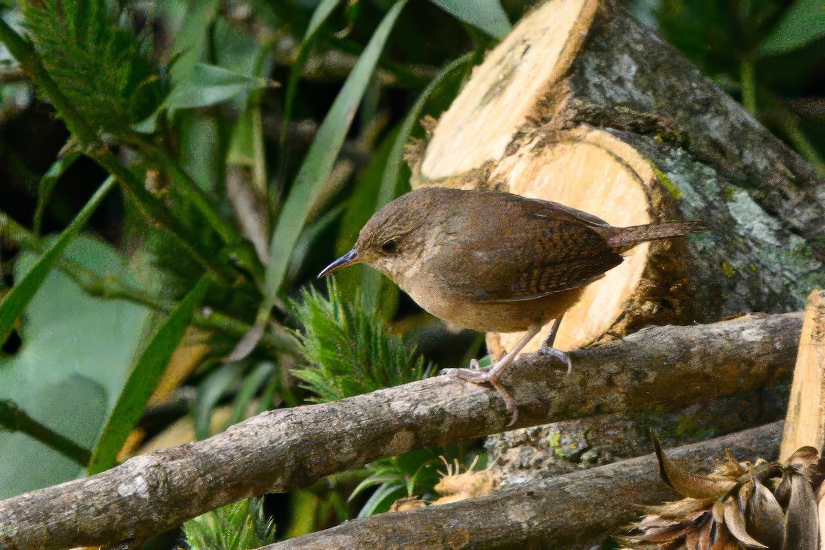 House Wren - ML620931968