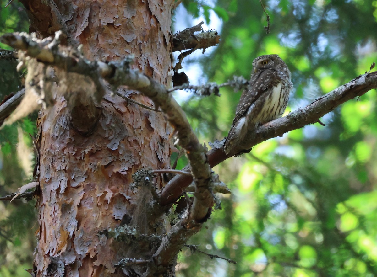 Eurasian Pygmy-Owl - ML620931989