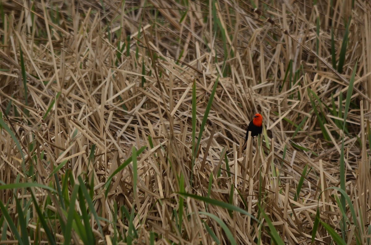Scarlet-headed Blackbird - ML620931993