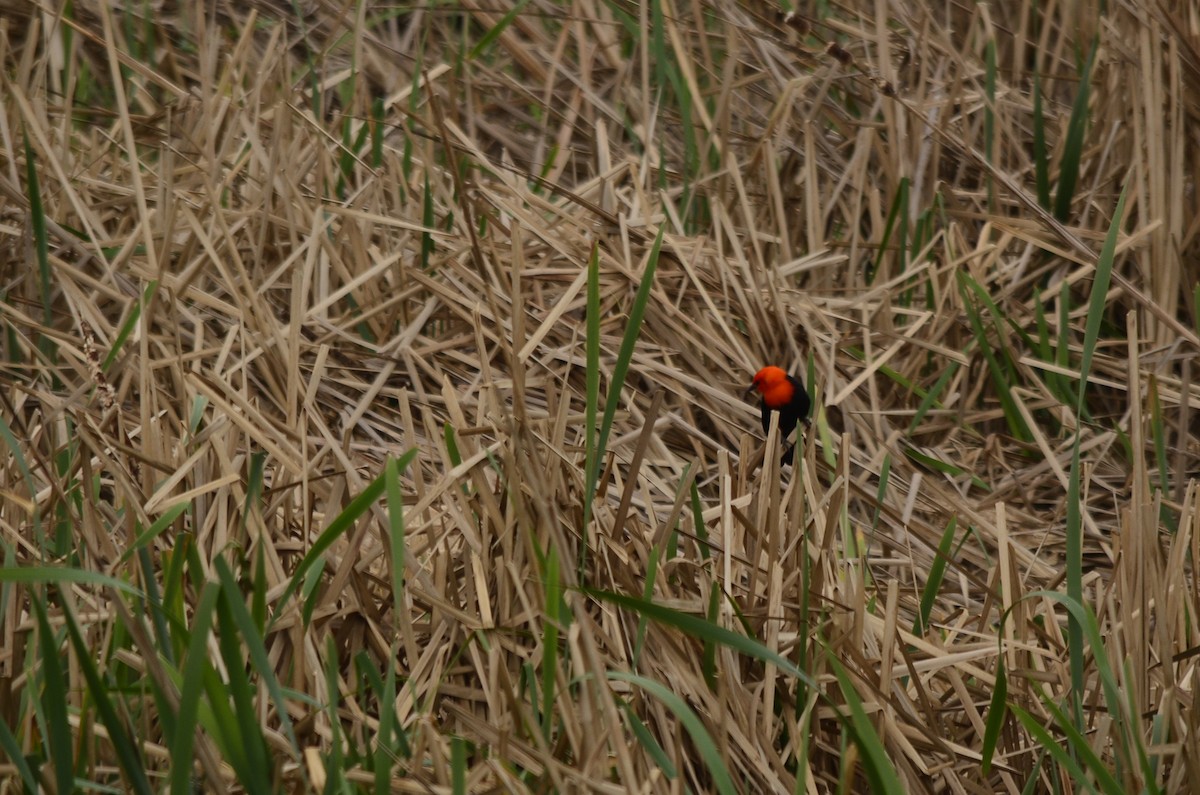 Scarlet-headed Blackbird - ML620931994