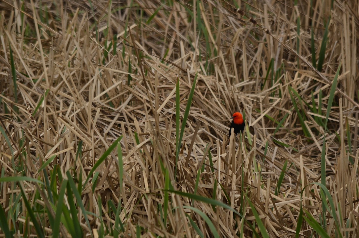 Scarlet-headed Blackbird - ML620931995