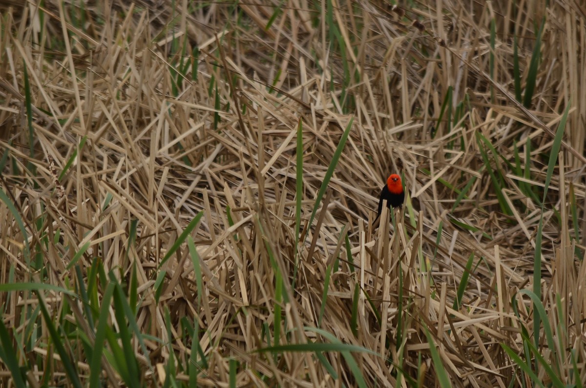Scarlet-headed Blackbird - ML620931996