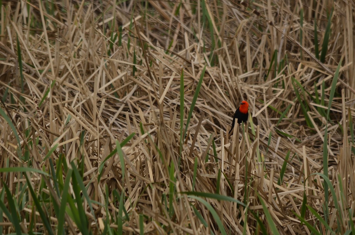 Scarlet-headed Blackbird - ML620931997