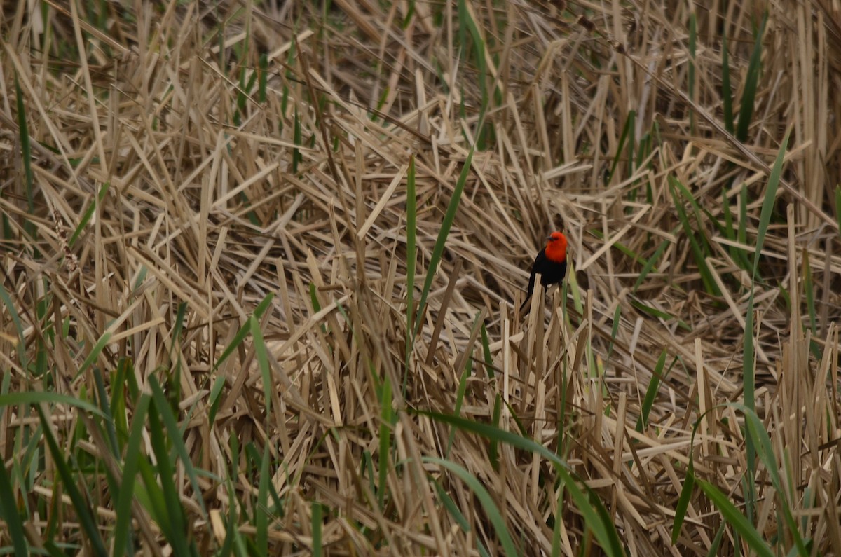 Scarlet-headed Blackbird - ML620931998