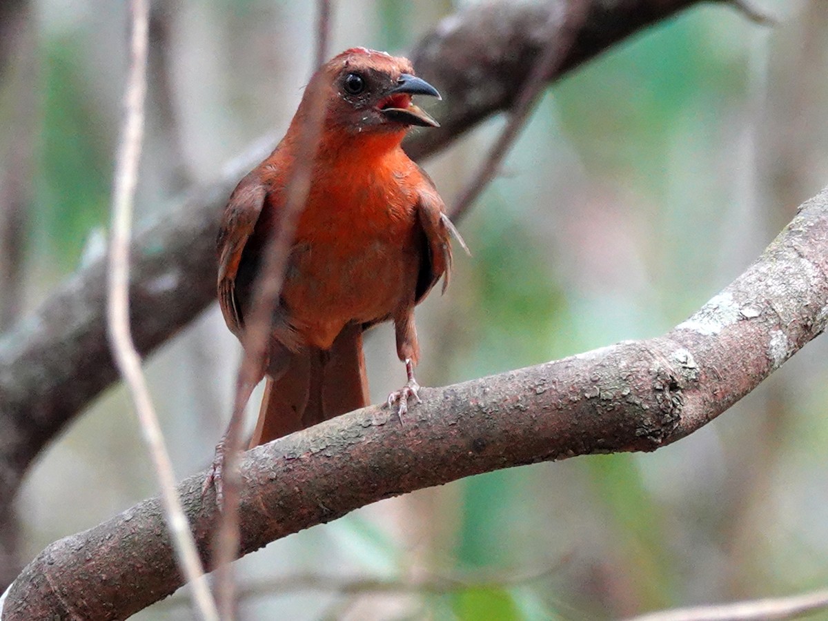 Red-throated Ant-Tanager - Paul Bartlett