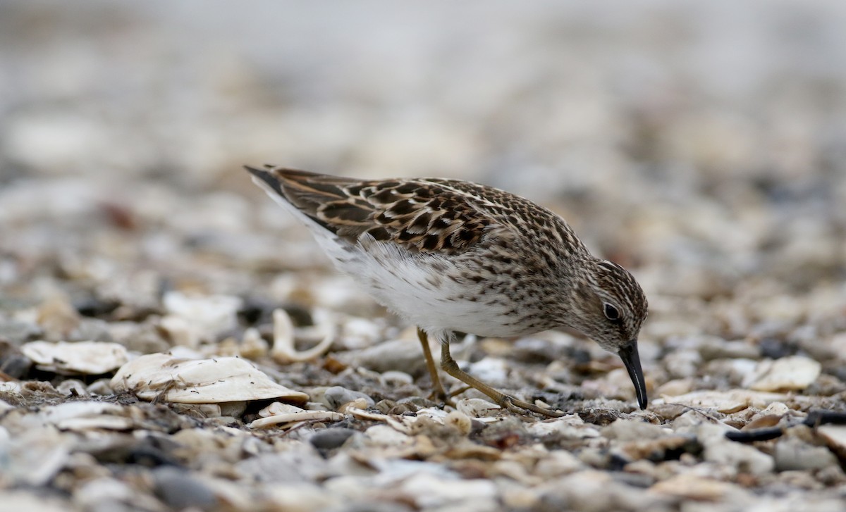 Least Sandpiper - ML62093201