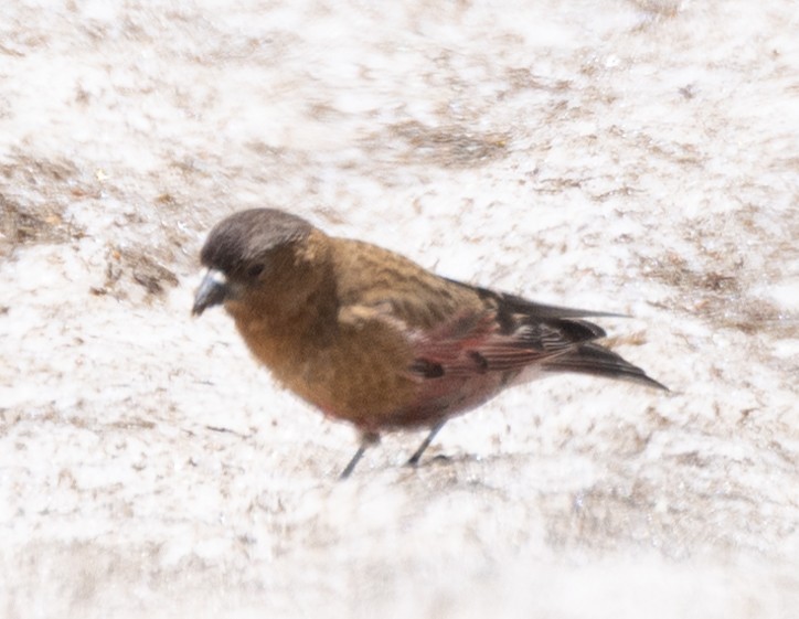 Brown-capped Rosy-Finch - ML620932033