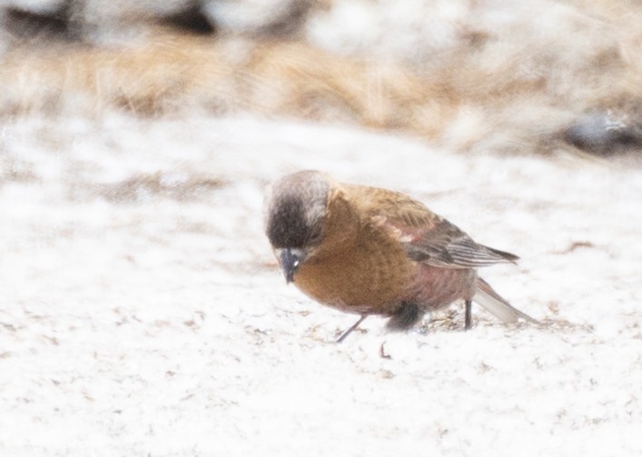 Brown-capped Rosy-Finch - ML620932034
