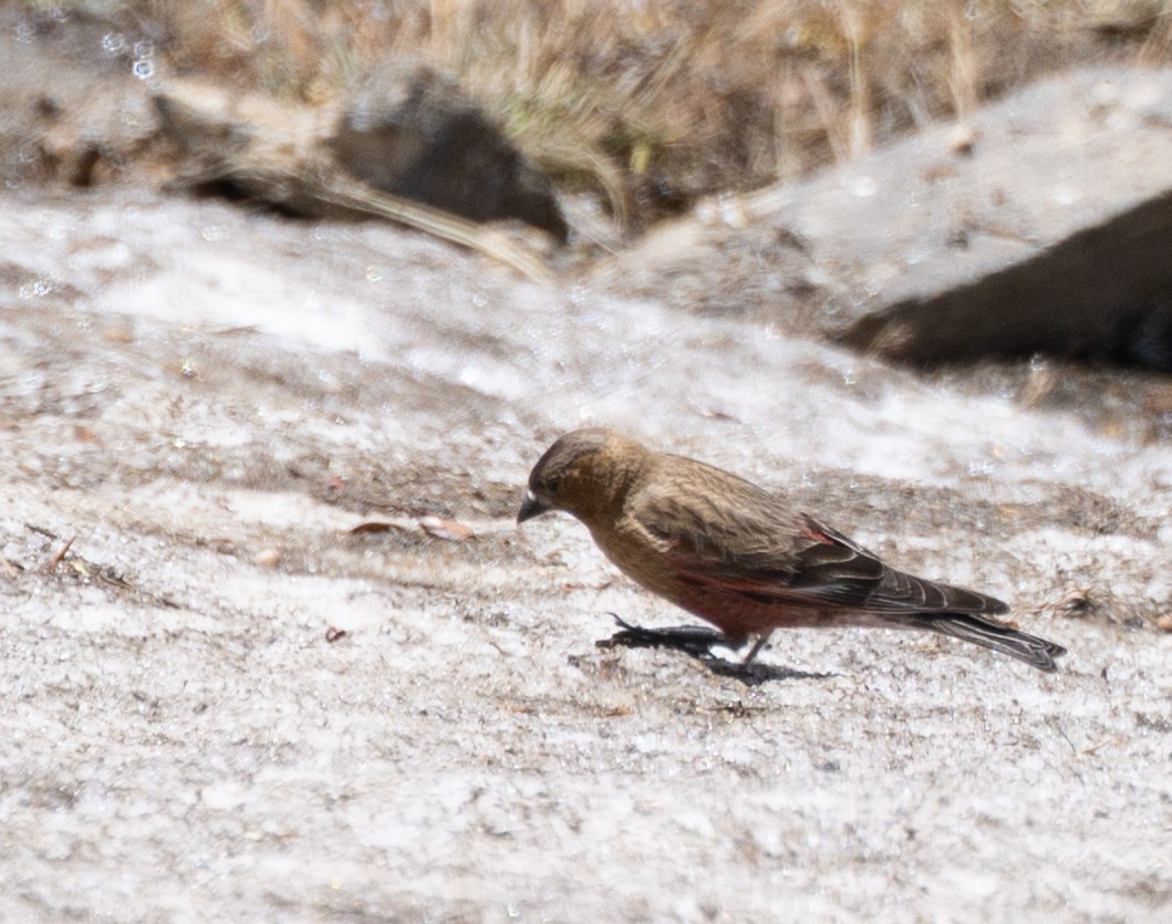 Brown-capped Rosy-Finch - ML620932035