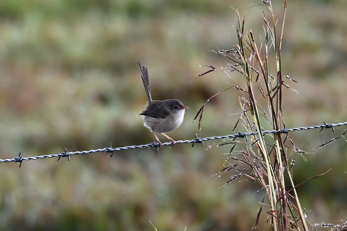 Red-backed Fairywren - ML620932059