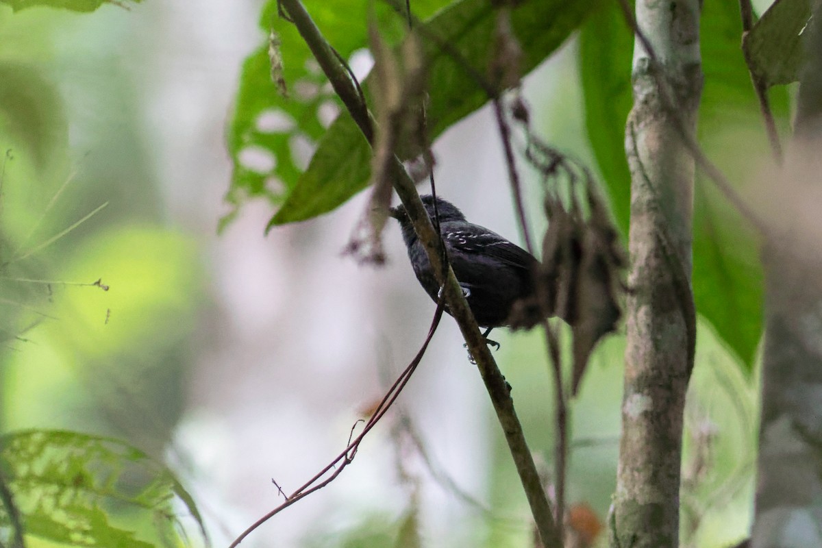 Plumbeous Antvireo - Helberth Peixoto