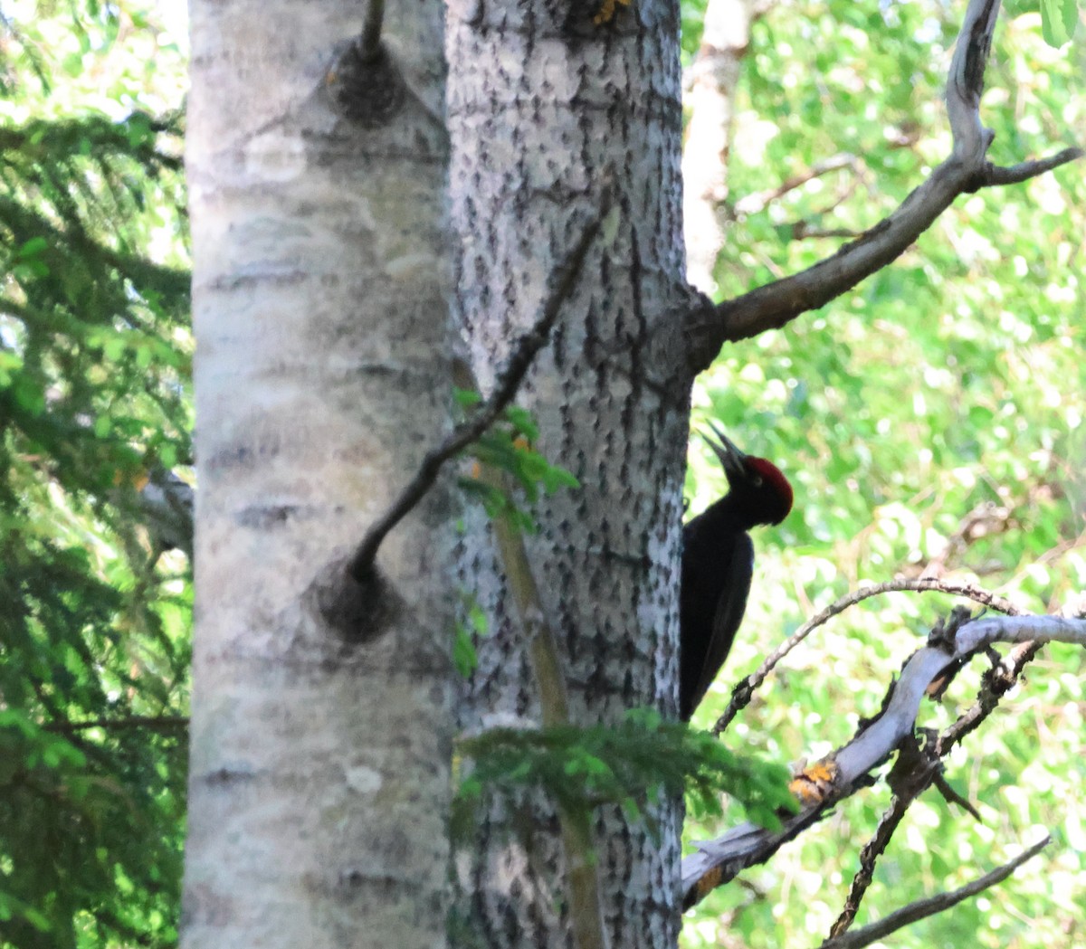 Black Woodpecker - Murray DELAHOY